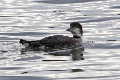 Common Loon
