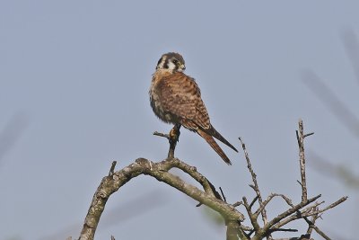 American Kestrel