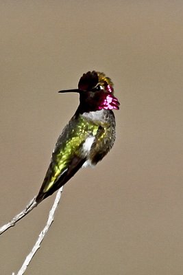 Costas HUmmingbird