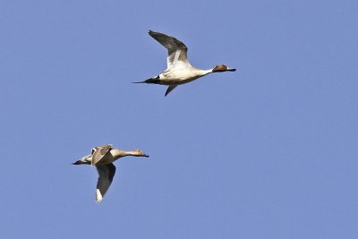 Northern Pintail