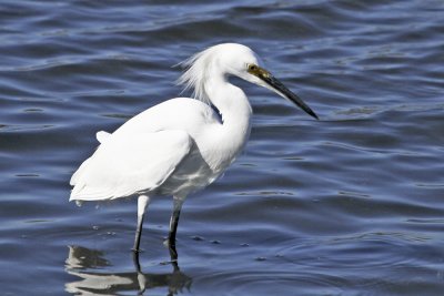 Snowy Egret