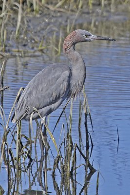 Reddish Egret