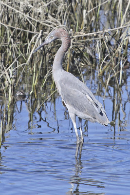 Reddish Egret