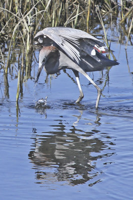 Reddish Egret