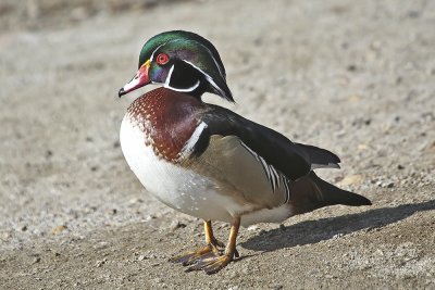 Wood Duck