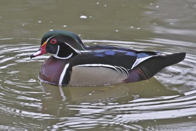 Wood Duck