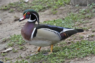 Wood Duck