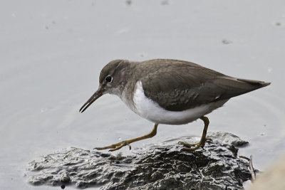 Spotted Sandpiper