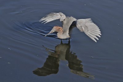 Reddish Egret