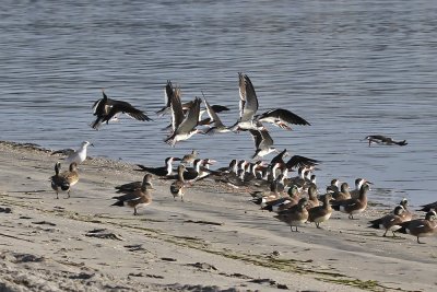 Black Skimmer