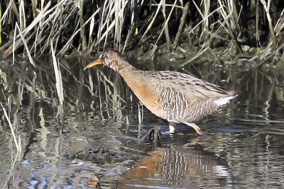 Ridgway's Rail