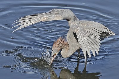 Reddish Egret