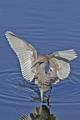 Reddish Egret