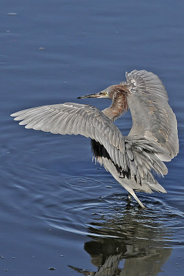 Reddish Egret