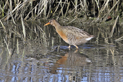 Ridgway's Rail