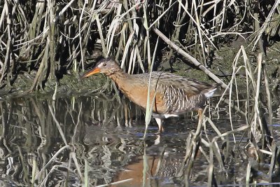 Ridgway's Rail