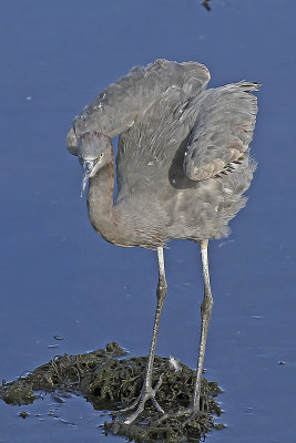 Reddish Egret