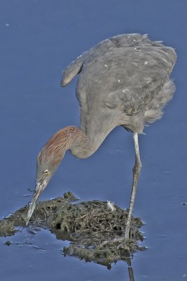 Reddish Egret
