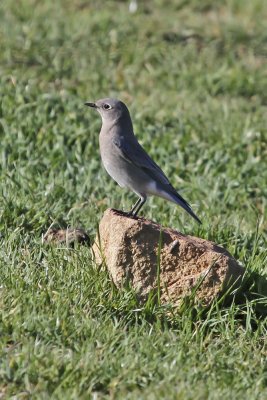 Mountain Bluebird