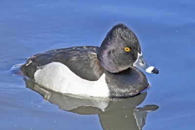 Ring-necked Duck