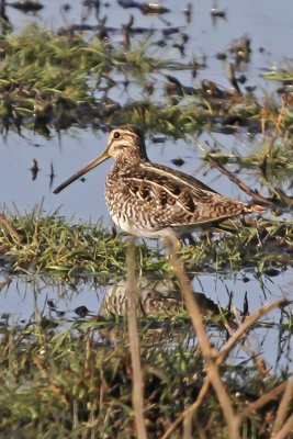 Wilson's Snipe