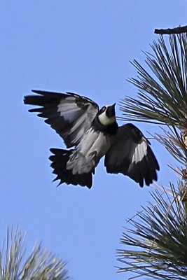 Acorn Woodpecker