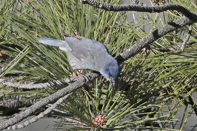 Pinyon Jay