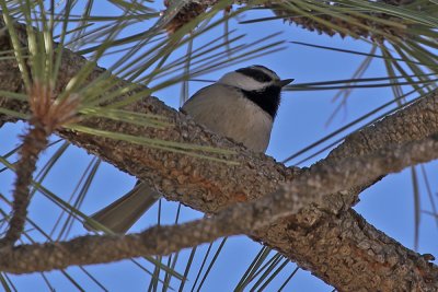 Mountain Chickadee