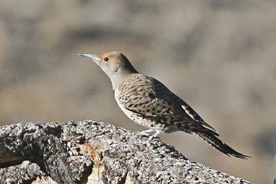 Northern Flicker