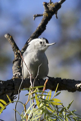 White-breasted Nuthatch