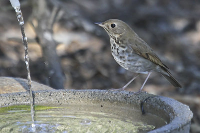 Hermit Thrush