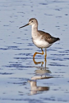 Greater Yellowlegs 