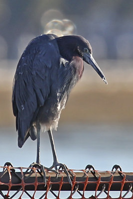 Green Heron
