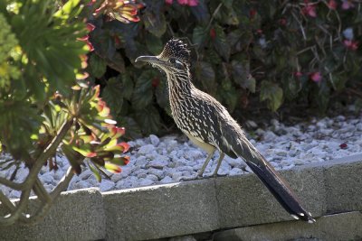 Greater Roadrunner