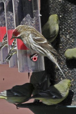 Common Redpoll