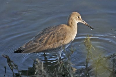 Western Willet