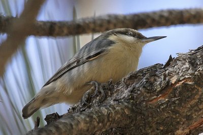 Pygmy Nuthatch