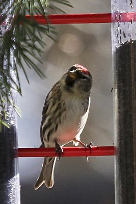 Common Redpoll