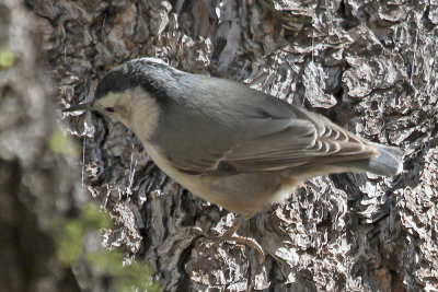 Pygmy Nuthatch