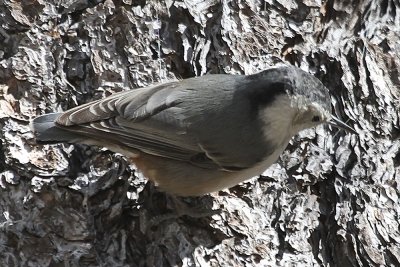Pygmy Nuthatch