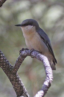 Pygmy Nuthatch