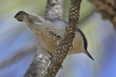 Pygmy Nuthatch