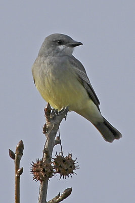 Tropical Kingbird