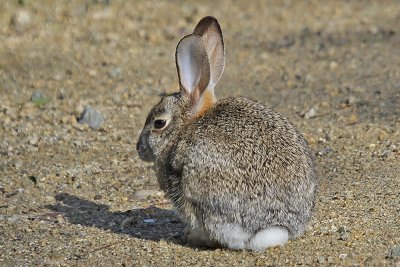 Cottontail Rabbit