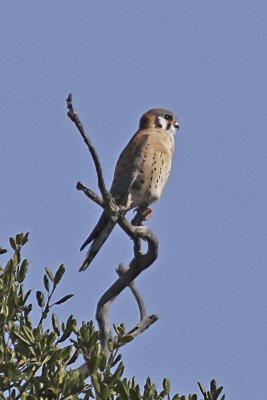 American Kestrel