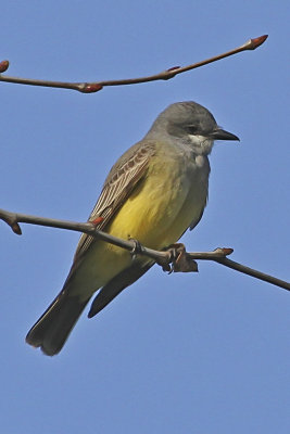 Cassin's Kingbird