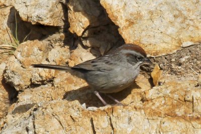 Rufous-crowned Sparrow