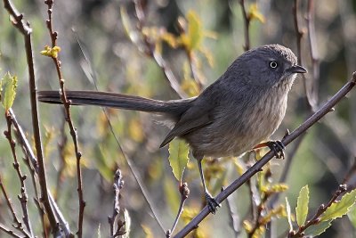 Wrentit