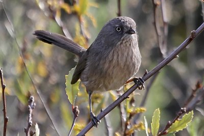 Wrentit