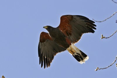 Harriss Hawk